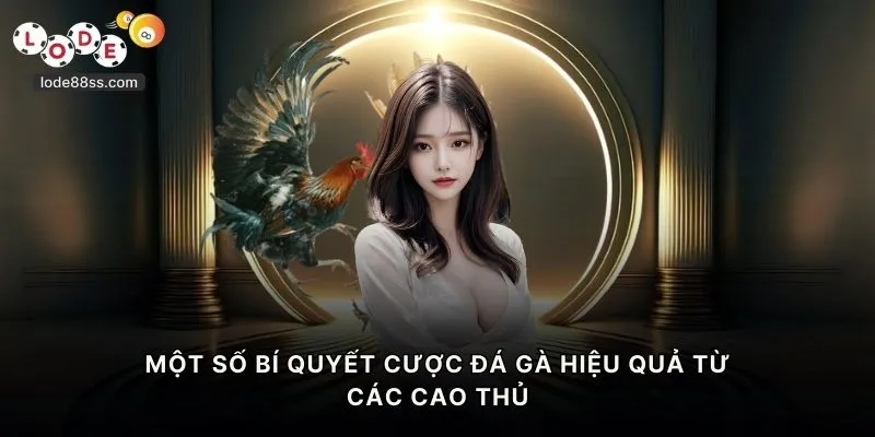 Một số bí quyết cược đá gà hiệu quả từ các cao thủ